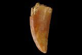 Serrated, Raptor Tooth - Real Dinosaur Tooth #149084-1